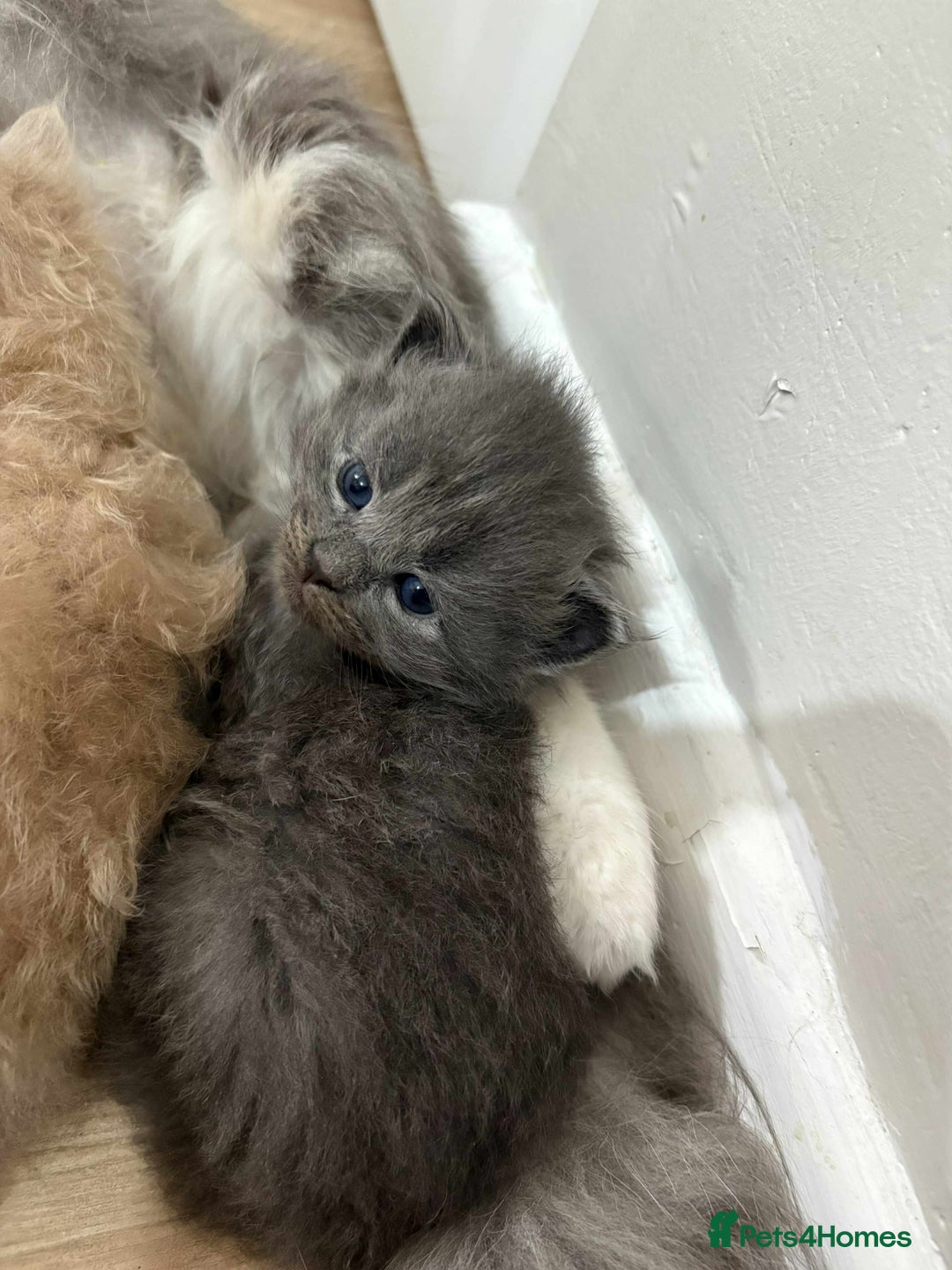 Maine Coon cats for sale: 3/4 maine coon kittens - Image 11