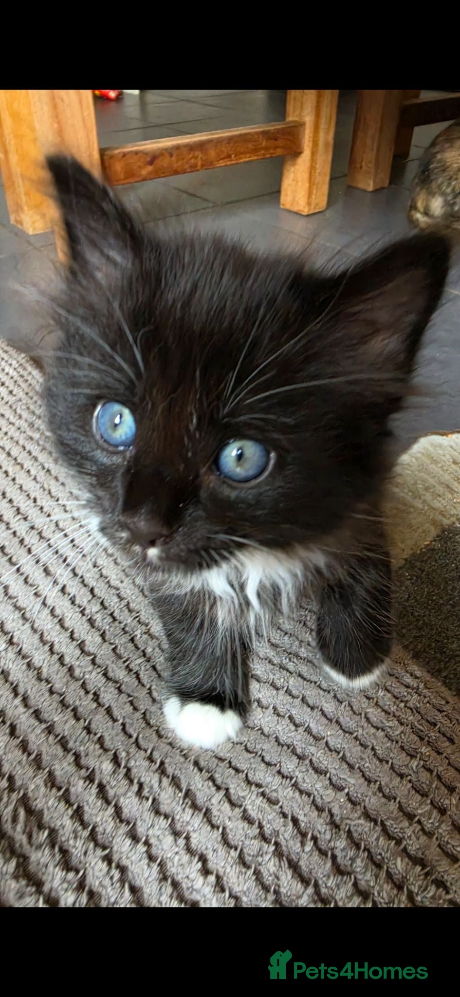 Mixed Breed cats Beautiful long haired kittens  - Advert 2