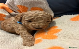 Miniature Poodle dogs for sale: Miniture poodles - READY TO LEAVE!!   - Image 29