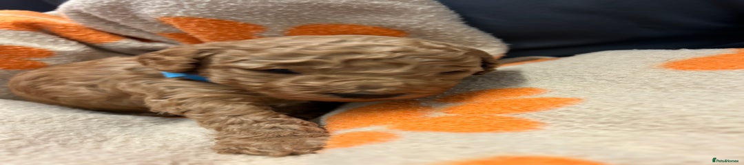 Miniature Poodle Puppy 1