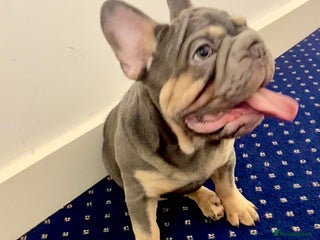 French Bulldog dogs Lovely 1 French Bulldog Girl 🐶 & 2 Boys 🐶❤️ - Advert 1