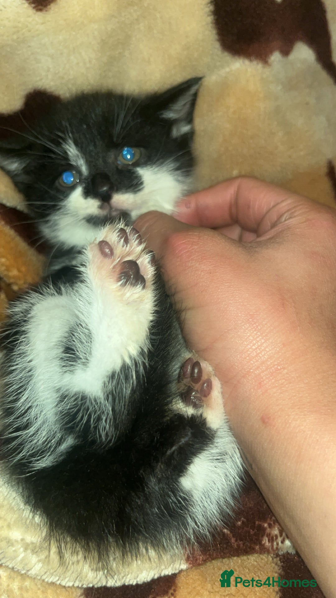 Mixed Breed cats for sale: Cute mixed colored kittens - Advert 3