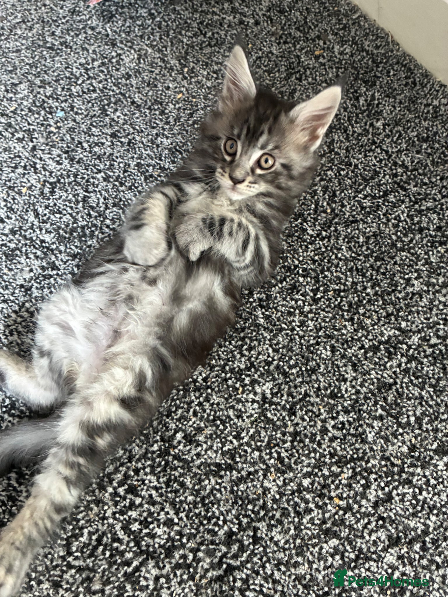 Maine Coon cats Maine coon kittens  - Advert 12