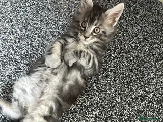 Maine Coon cats Maine coon kittens - Advert 12