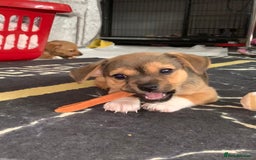 Mixed Breed dogs for sale: Terrier mix male puppy for sale - Image 5