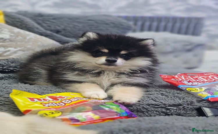 Pomsky dogs - Advert 3