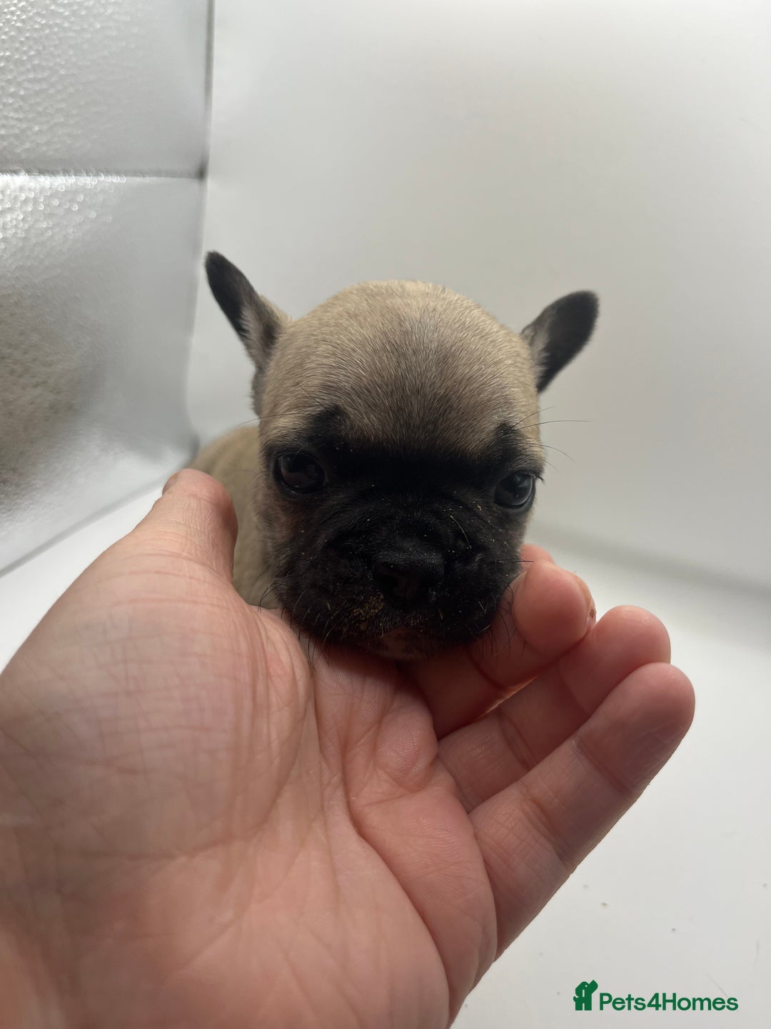 French Bulldog dogs for sale: French bulldog puppies - Advert 26