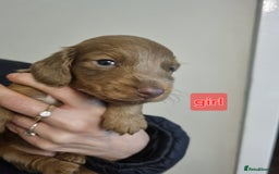 Miniature Dachshund dogs for sale:   Long haired  dachshunds puppies  top quality  - Image 13