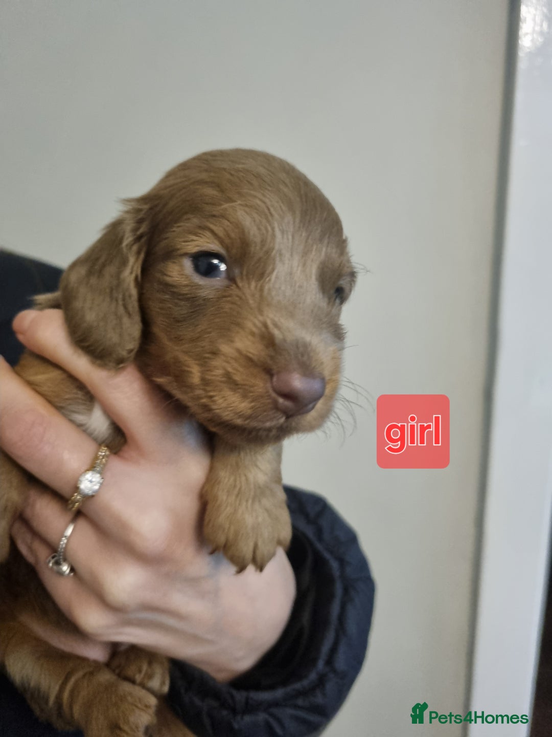 Miniature Dachshund dogs for sale:   Long haired  dachshunds puppies  top quality  - Image 13