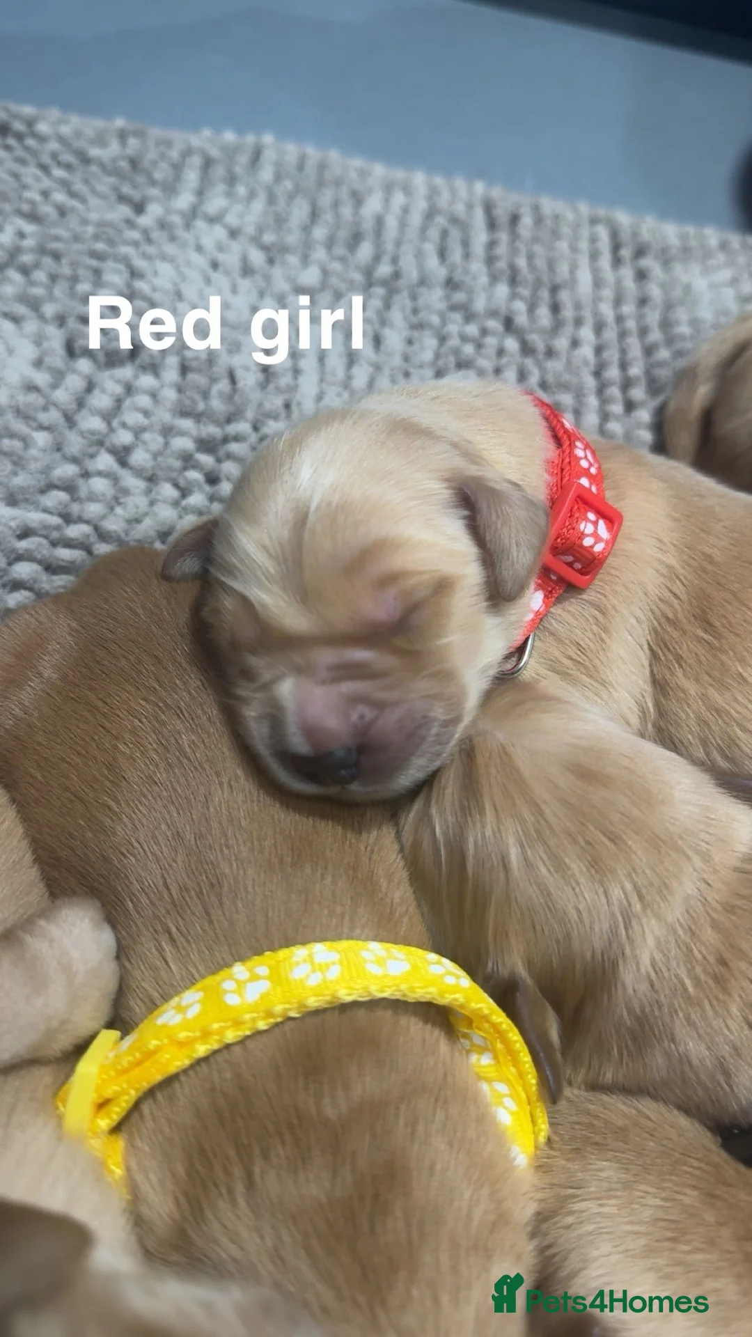 Golden Retriever dogs for sale: Stunning KC Golden Retrievers - Advert 2