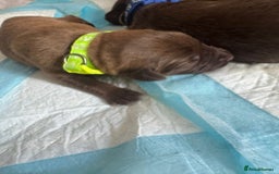 Mixed Breed dogs for sale: 🐾 Beautiful Puppies Looking 4 A Forever Homes 🐾 - Image 16