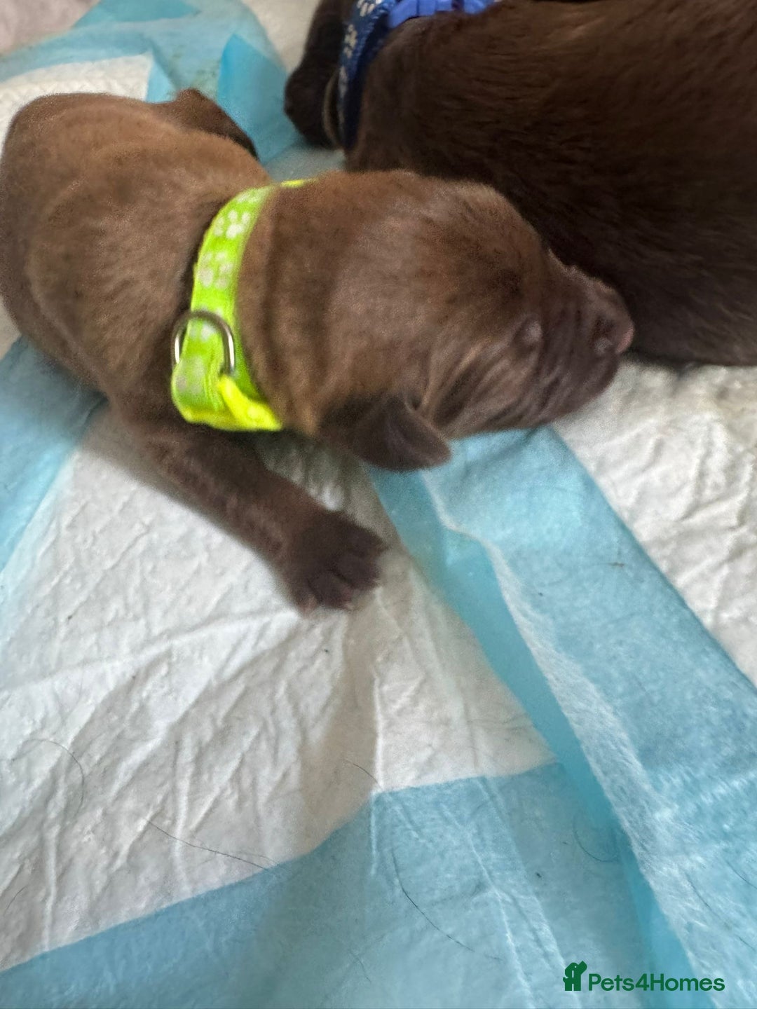 Mixed Breed dogs for sale: 🐾 Beautiful Puppies Looking 4 A Forever Homes 🐾 - Image 16