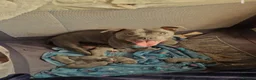 Staffordshire Bull Terrier dogs for sale: BLUE STAFFORDSHIRE BULL TERRIERS in Blackpool - Advert 2