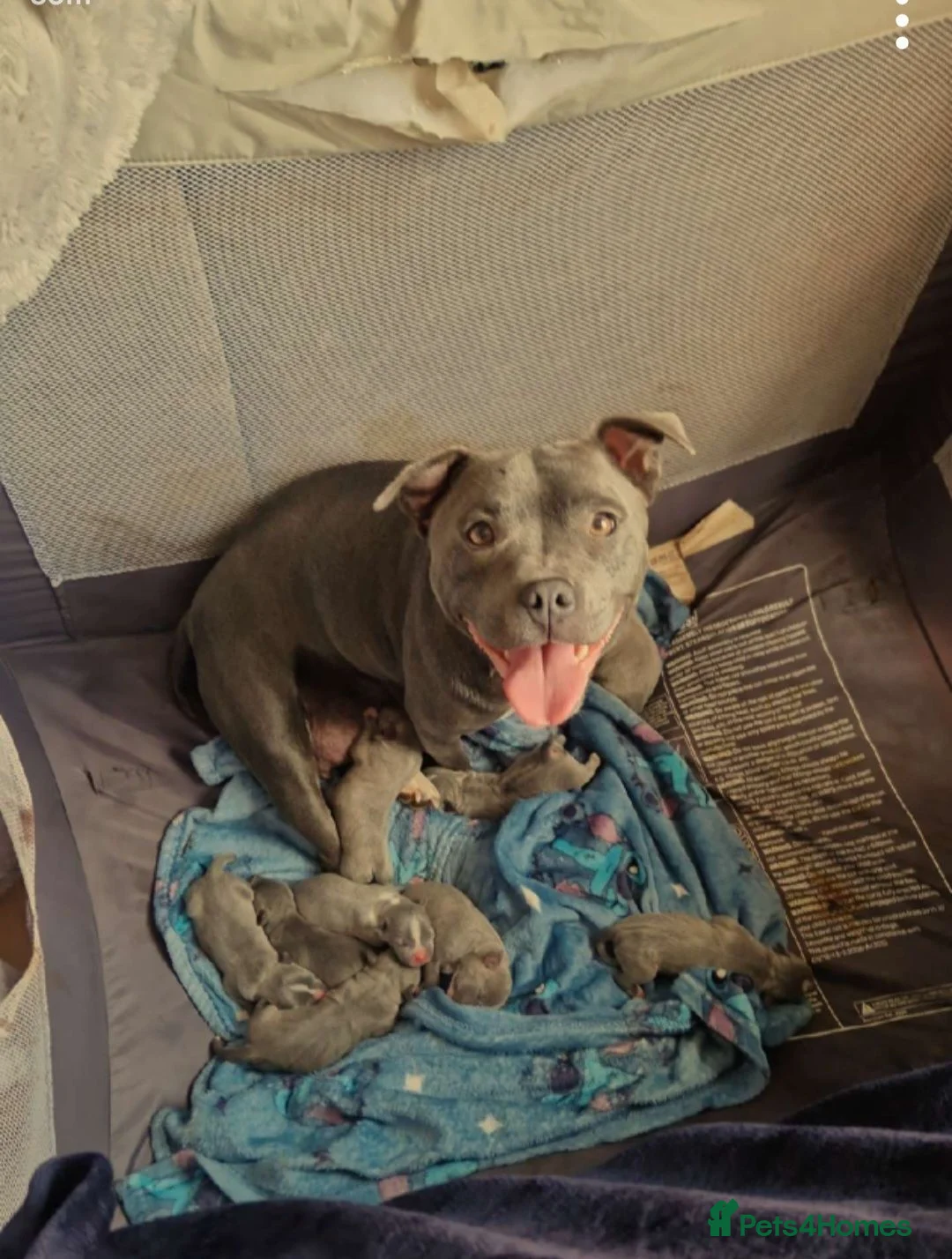 Staffordshire Bull Terrier dogs for sale: BLUE STAFFORDSHIRE BULL TERRIERS in Blackpool - Advert 2