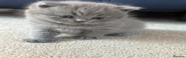 British Shorthair 2