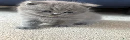 British Shorthair cats for sale: Beautiful British Shorthair Kittens Available  - Advert 10