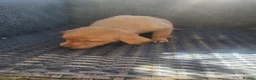 Labrador Retriever dogs for sale: A Super litter of Fox Red & Black Working Lab pups - Advert 14
