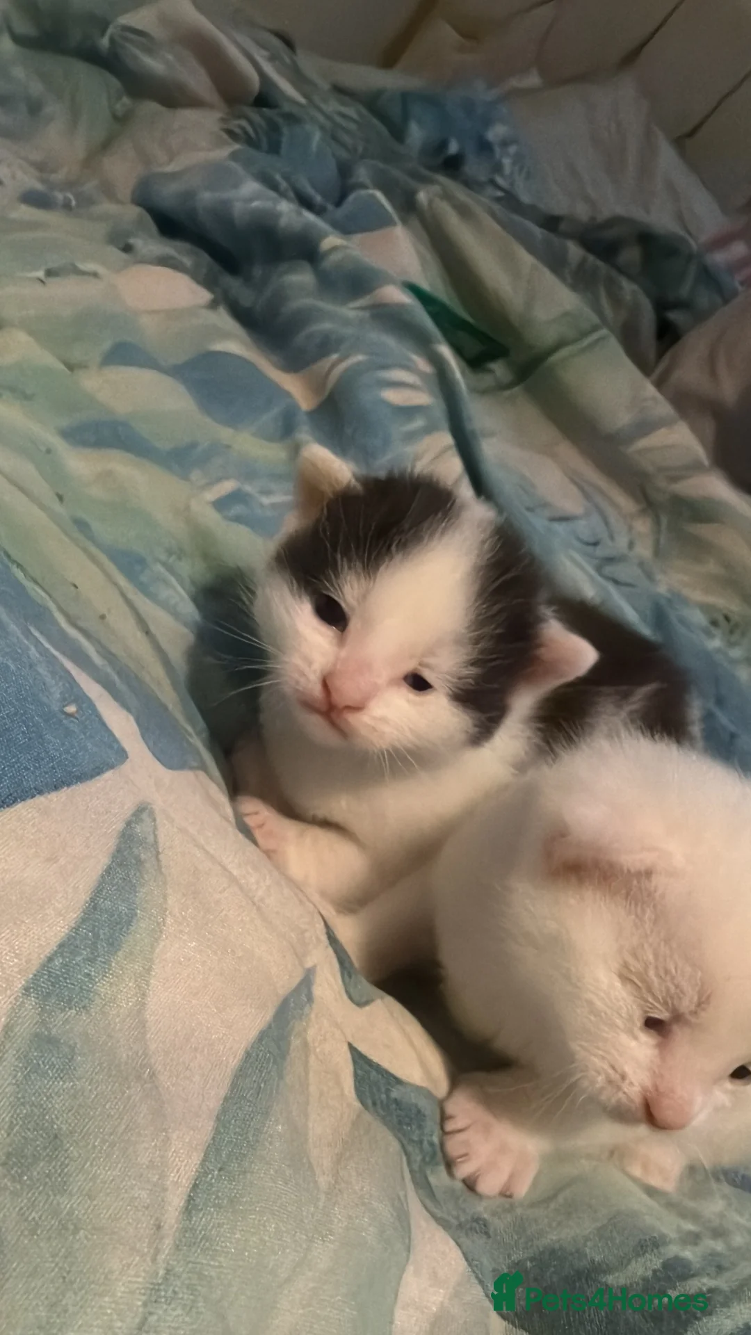 Mixed Breed cats for sale: Male kitten black and white in London - Advert 4