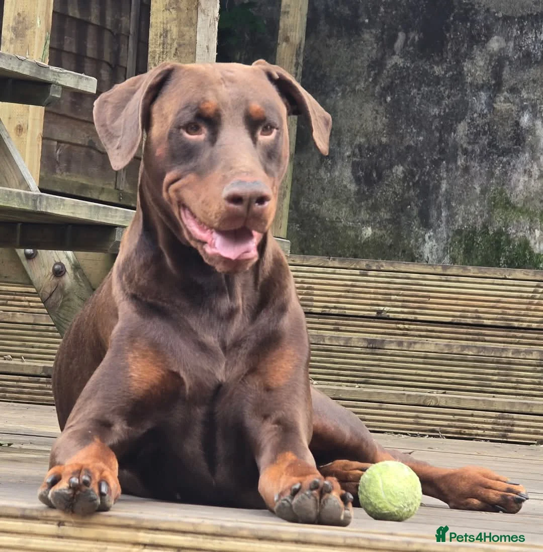 Dobermann dogs for stud: HEALTH TESTED STANLEY FOR STUD DUTIES - Advert 2