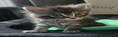 Maine Coon 2