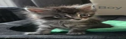 Maine Coon cats for sale: 3 Maine Coon kittens. - Advert 6