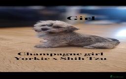 Shorkie dogs for sale: Shorkie pups ready now - Image 13