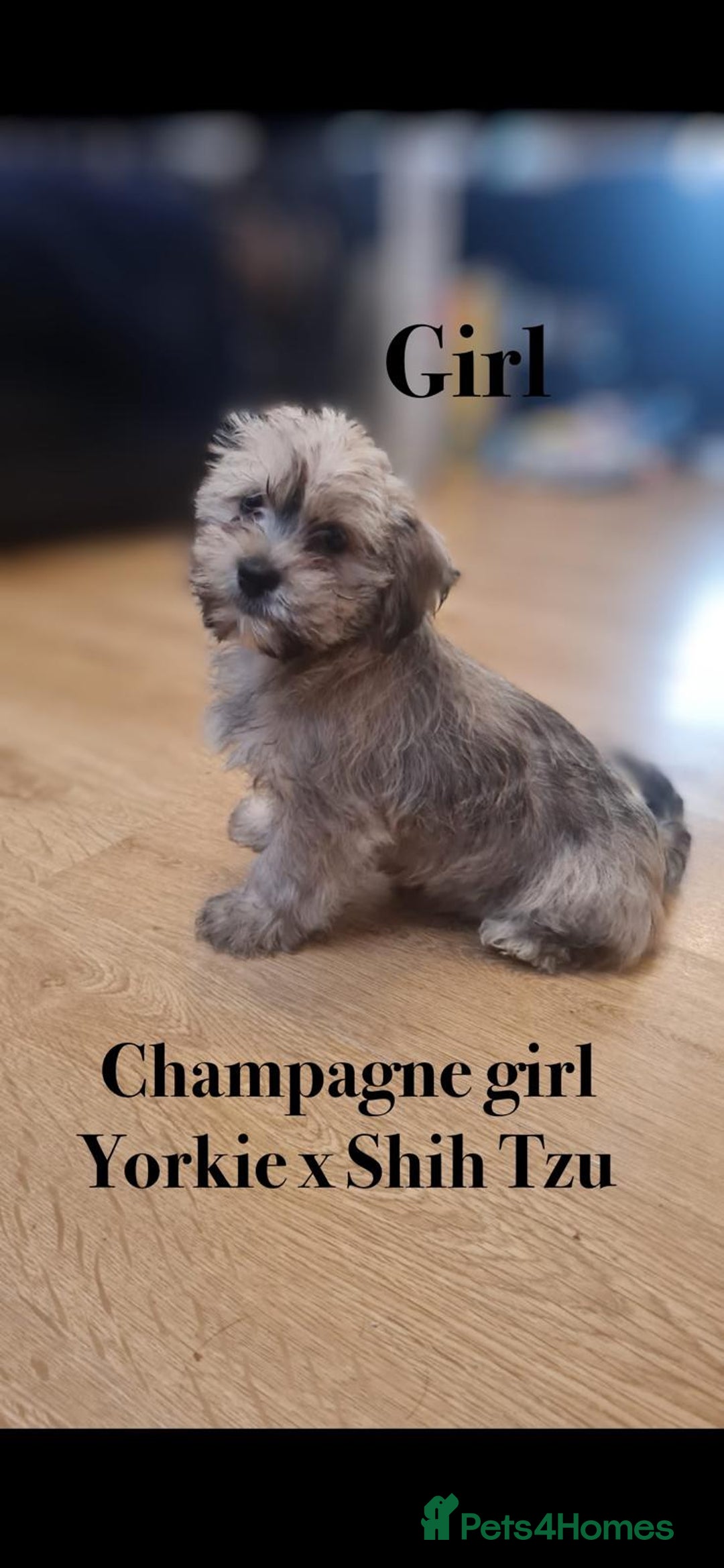 Shorkie dogs for sale: Shorkie pups ready now - Image 13