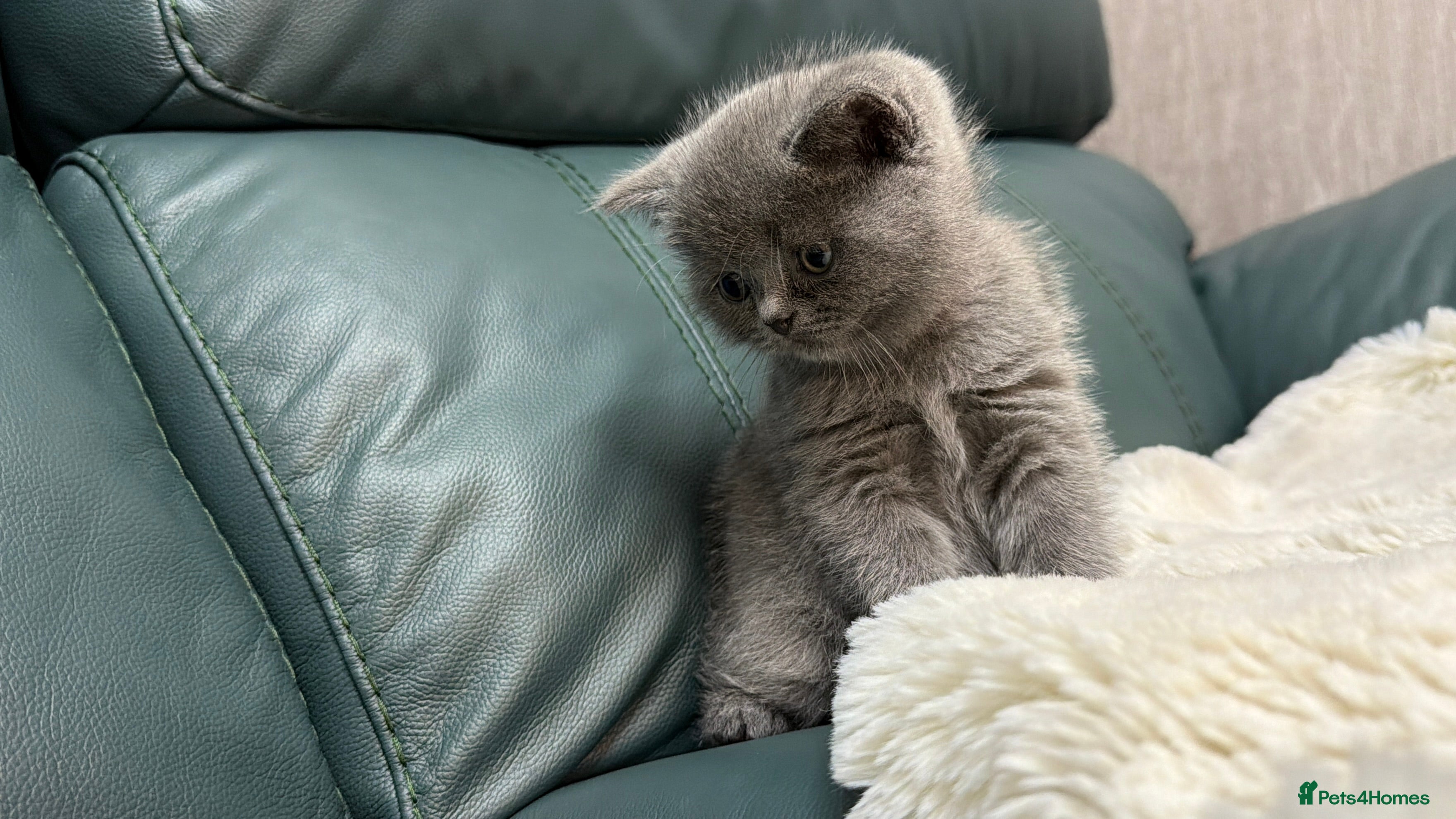 British Shorthair cats British Shorthair 💝 - Advert 17