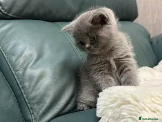 British Shorthair cats British Shorthair 💝 - Advert 17