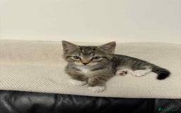 Mixed Breed cats for sale: Kitten (Male) - Image 5
