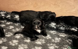 Mixed Breed dogs for sale: Collie Cocker puppies available mid Dec - Advert 3