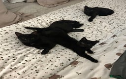 Mixed Breed cats for sale: Mother & 2 kittens  - Image 1