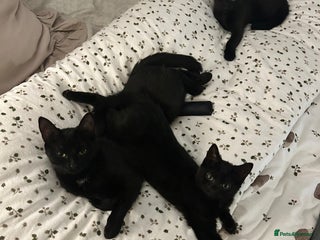 Mixed Breed cats for sale - Advert 1