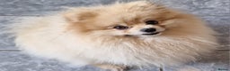Pomeranian dogs for stud: Rocket Pomeranian stud  in Romford - Advert 9