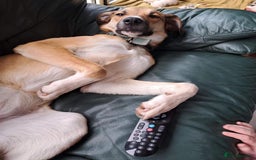 Mixed Breed dogs for adoption: Sara - Norwich Norfolk  - Image 33