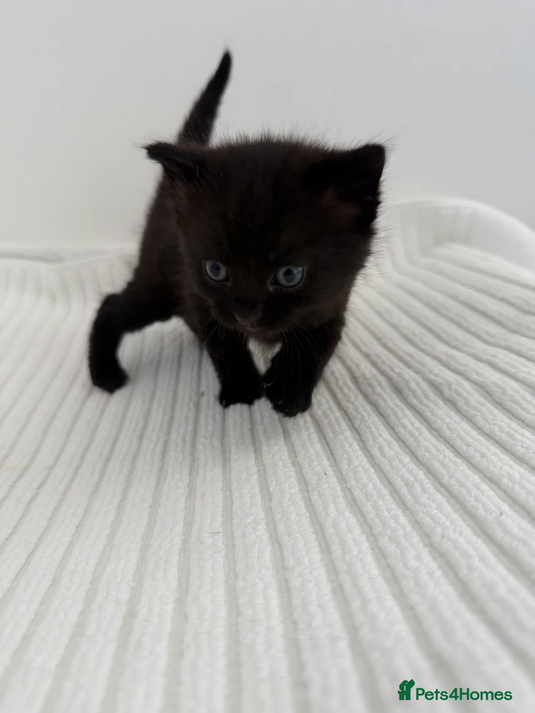 Mixed Breed cats for sale: Adorable Friendly Male Kittens🐈‍⬛🤍 - Advert 2