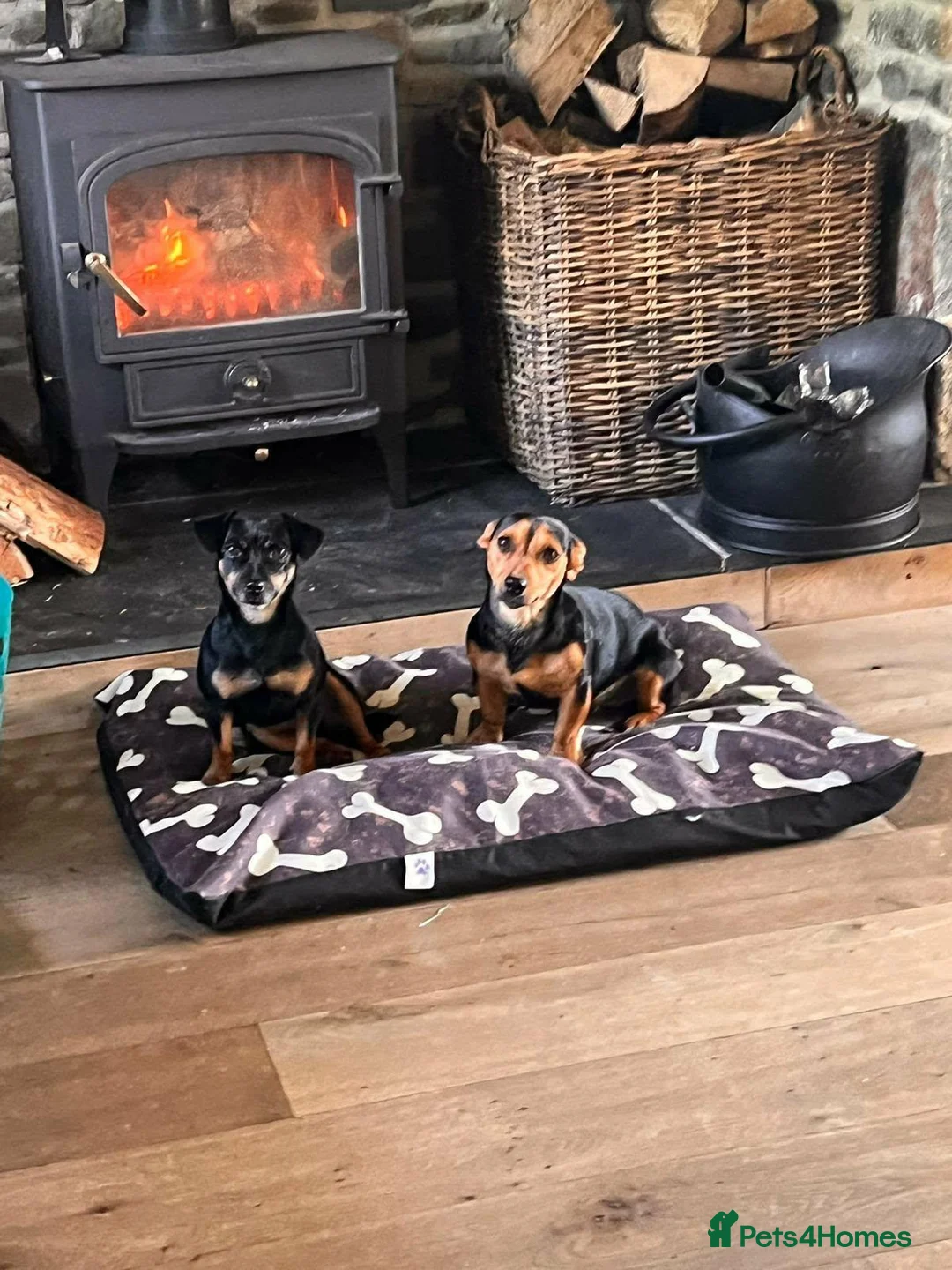 Jack Russell dogs for sale: Miniature Jack Russell pups in Llanwrda - Advert 1