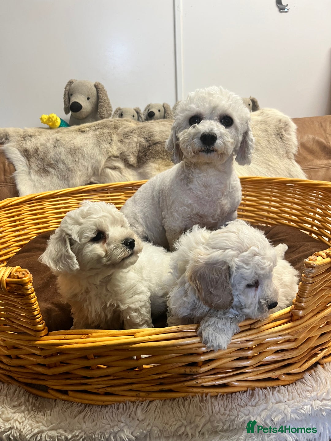 Poochon dogs for sale: Gorgeous Twin Brothers - Advert 5