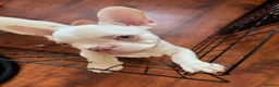 French Bulldog dogs for sale: 2 French bull dog puppies  - Advert 4