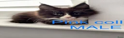 Maine Coon cats for sale: Bundles of fluff,  Maine Coon kittens  - Advert 34