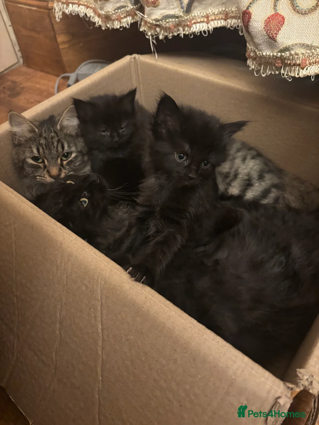 Norwegian Forest Cat cats for sale: Adorable Norwegian forest kittens for sale  - Advert 9