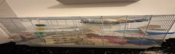 Rat rodents for sale: Female rats looking for a new home💗 in Spennymoor - Advert 8