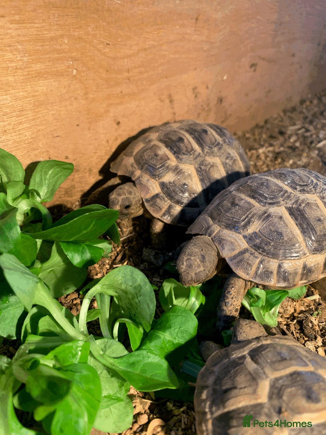 Tortoise reptiles for sale: Mediterranean Spur-thigh Hatchlings - Advert 6