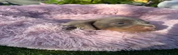 Miniature Dachshund dogs for sale: Gorgeous KC Miniature Dachshund Puppies last 3 - Advert 17
