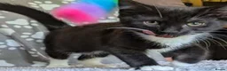 Mixed Breed cats for adoption: Dame Cat Sue Curry (Susan) - Advert 6