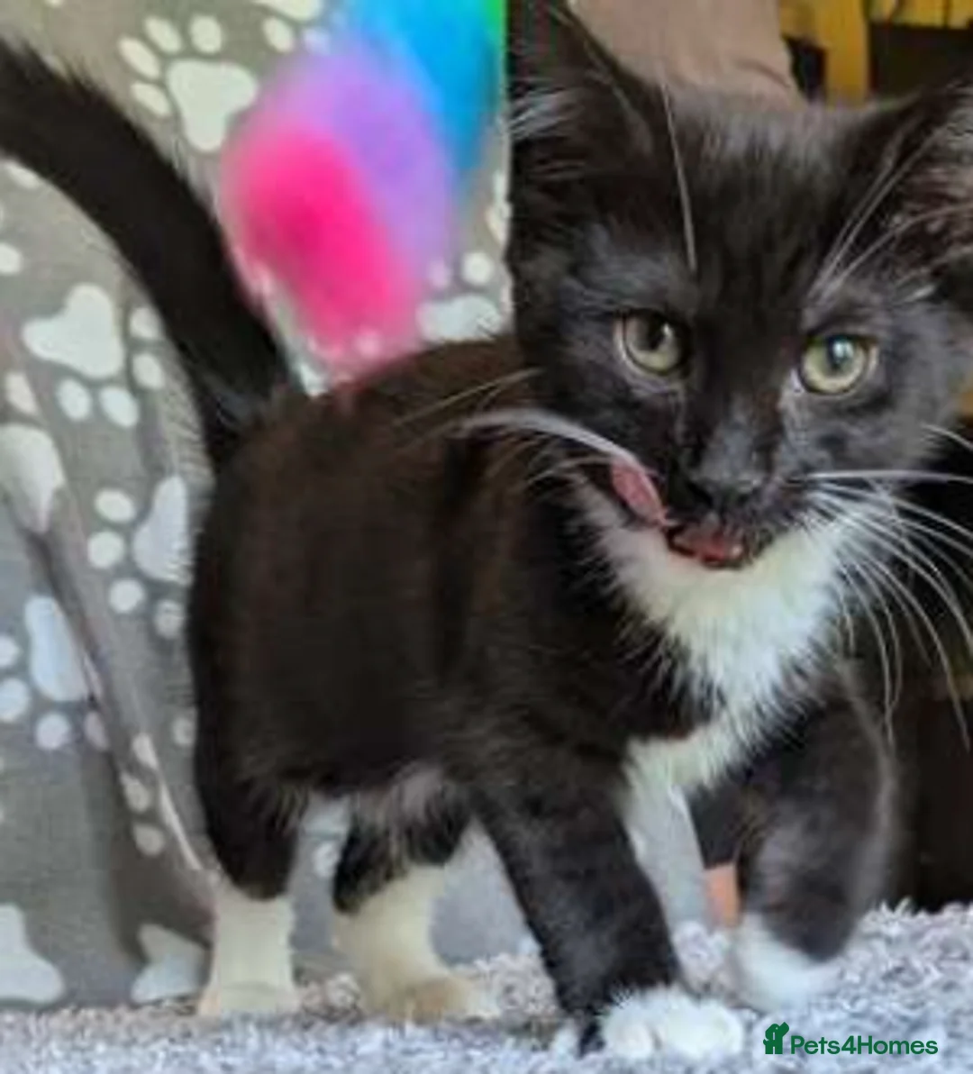 Mixed Breed cats for adoption: Dame Cat Sue Curry (Susan) - Advert 6