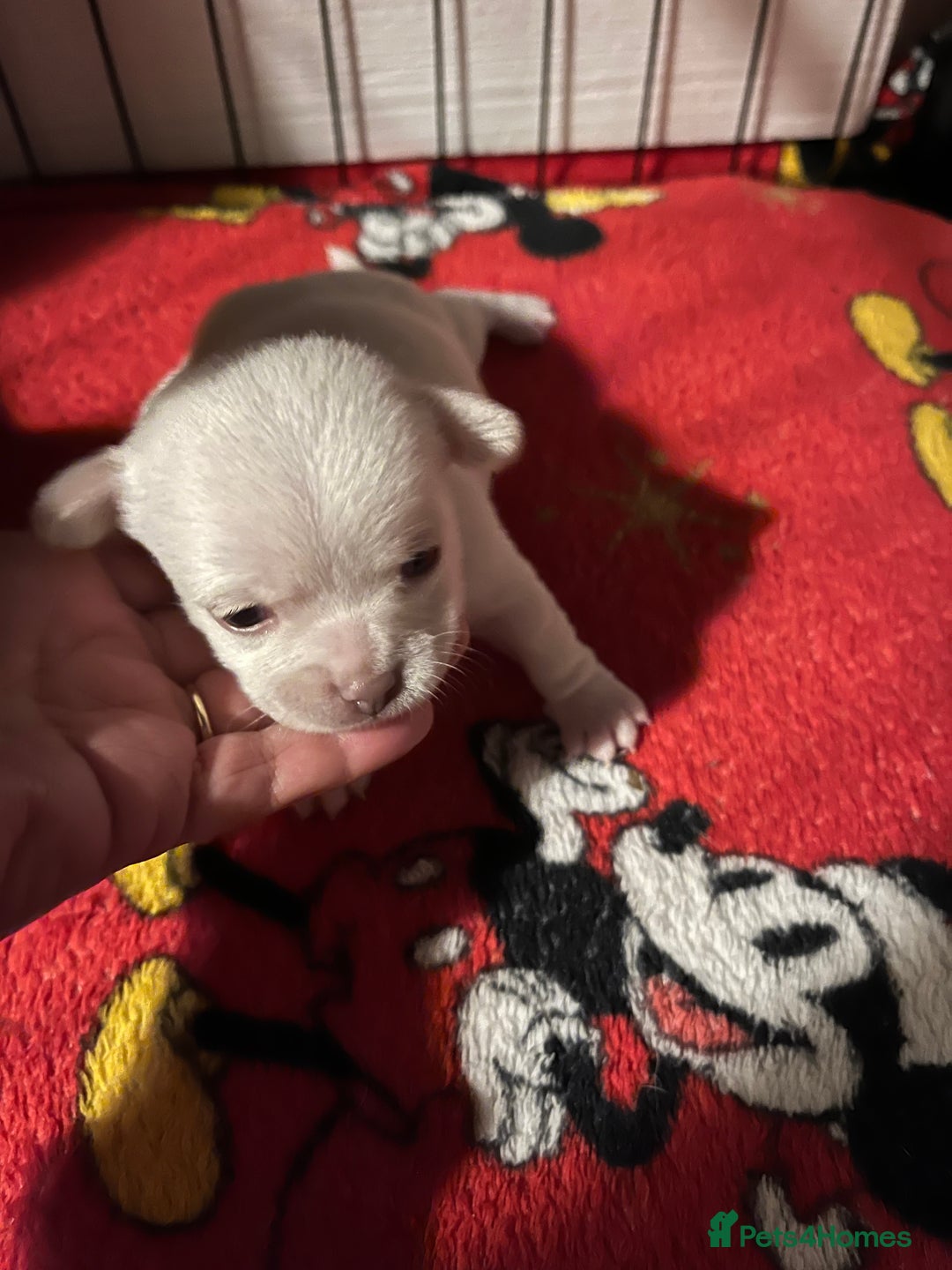 Chihuahua dogs for sale: Pure girl chihuahua  - Advert 4