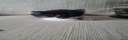 Mixed Breed cats for sale: Beautiful kittens  - Advert 5