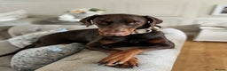 Dobermann dogs for sale: Female Doberman for rehome - Advert 1