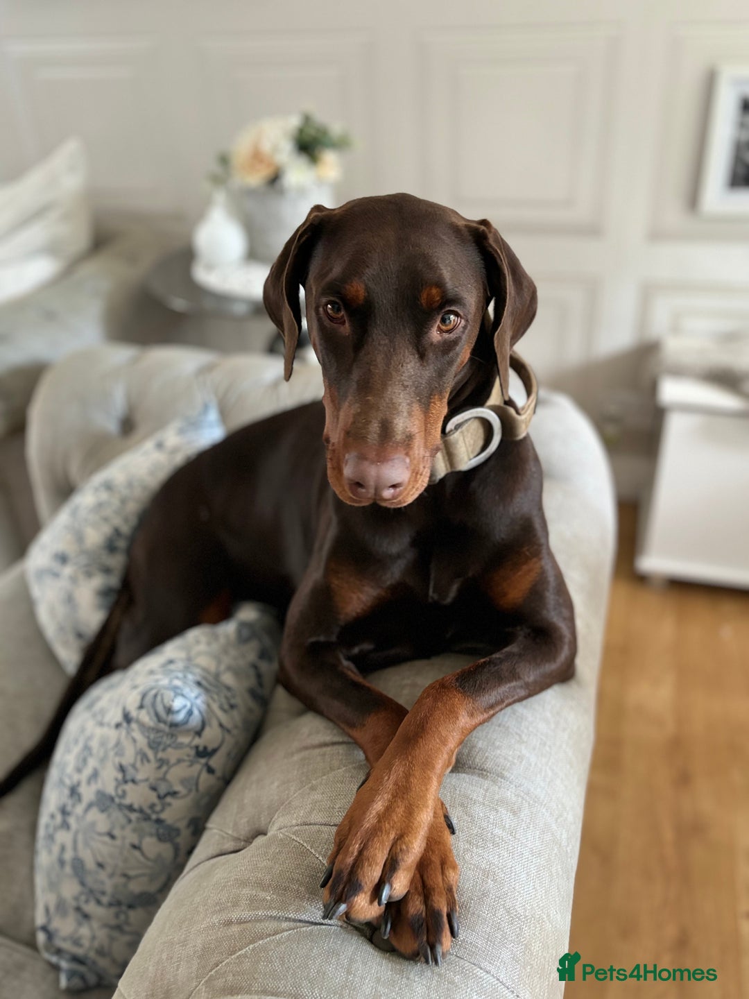 Dobermann dogs for sale: Female Doberman for rehome - Advert 1